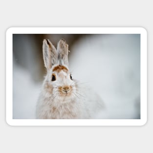 Snow Shoe Hare Sticker